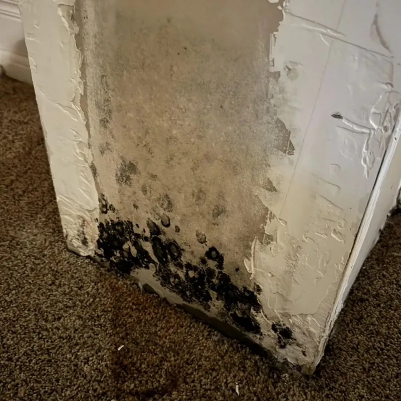 Professional Mold Removal in Muscogee County, GA